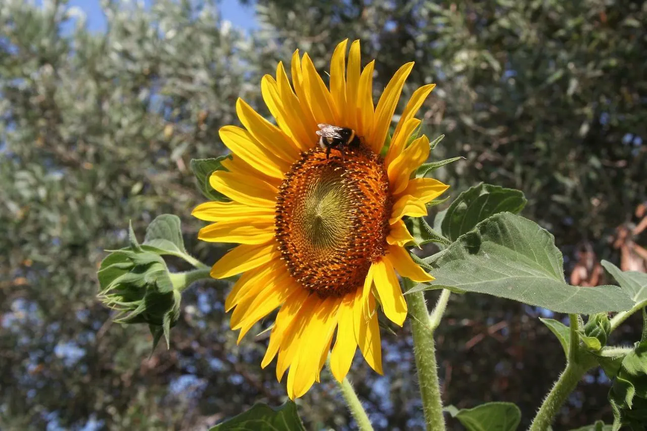 Гостевой дом Sunflower Сплит